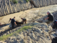 Corrientes: dramático rescate de caballos atascados en el barro de un zanjón